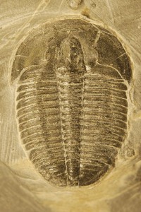 Fossilized trilobite: Thousands of different types of trilobite thrived in earth's oceans from the early Cambrian period through the Permian period. They "popped" into the fossil record as a diverse and widespread species...and stayed that way until they went extinct.