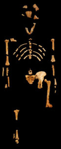 Lucy (australopithecus afarensis)