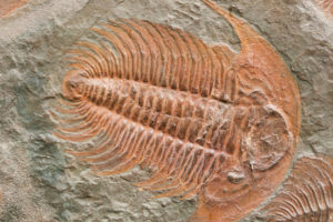 Trilobite - Evolution, Fossil Record