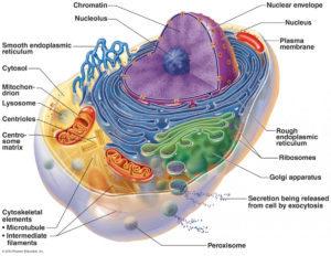 Cell Structure and Function